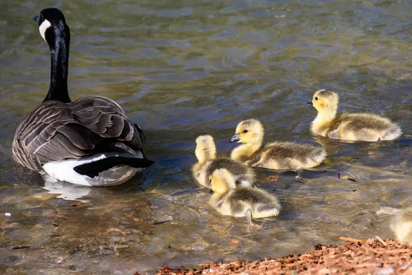 Förtjusande Nyfödda Goslings Simmar Bredvid Sin Mor — Stockfoto