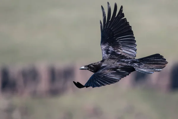 Cuervo Negro Común Sobrevolando Piso Del Cañón — Foto de Stock