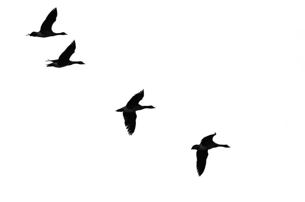 Flock of Flying Geese Silhouetted on a White Background