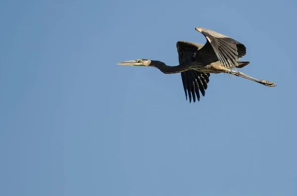 Grand Héron Volant Dans Ciel Bleu — Photo