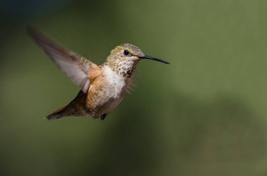 Sevimli küçük kızıl sinekkuşu uçuşta Hovering ormanın derinliklerinde