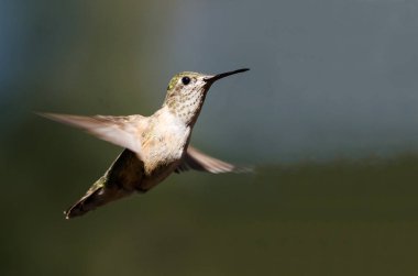 Geniş uçlu uçuşta Hovering Hummingbird ormanın derinliklerinde