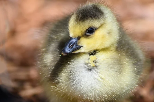 Nära Profil Bedårande Nyfödda Gosling — Stockfoto