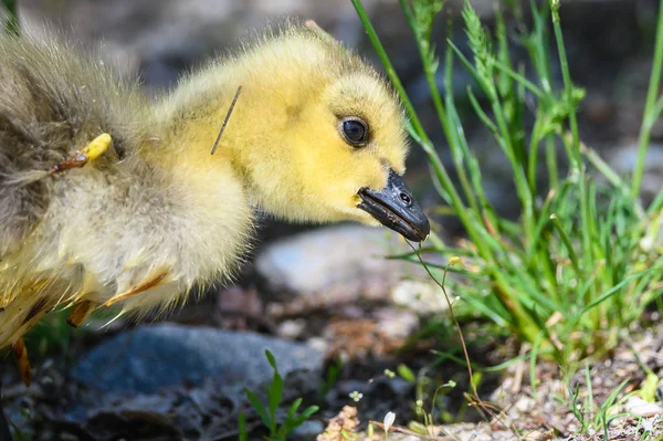 Newborn Gosling Learning Search Food — Stock Photo, Image