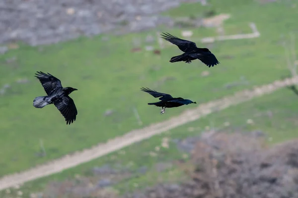 Três Corvos Negros Comuns Voando Sobre Chão Canyon — Fotografia de Stock