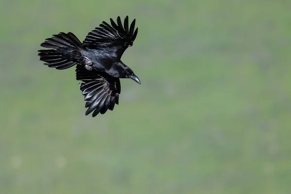 Corvo Preto Comum Voando Sobre Chão Desfiladeiro — Fotografia de Stock