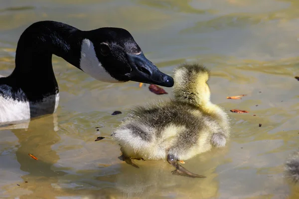 Newborn Goslings Learning Swim Watchful Eye Mother — Stock Photo, Image