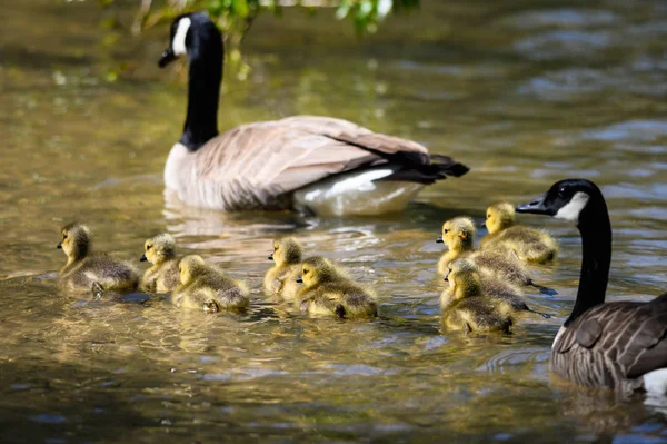 Adorable Newborn Goslings Swimming Mother — Stock Photo, Image