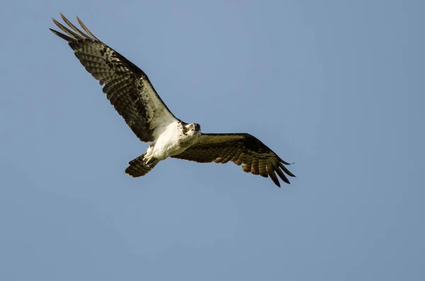 Osprey Making Direct Eye Contact While Flying Blue Sky — Stock Photo, Image