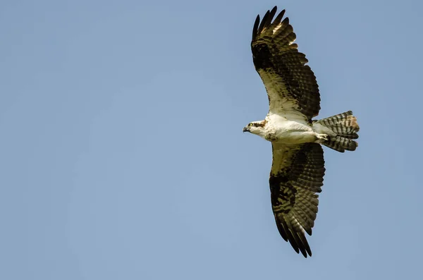 Lone Osprey Vliegen Een Blauwe Hemel — Stockfoto