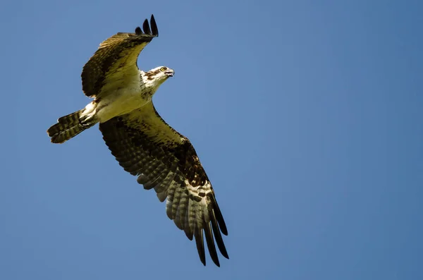 Balbuzard Solitaire Volant Dans Ciel Bleu — Photo