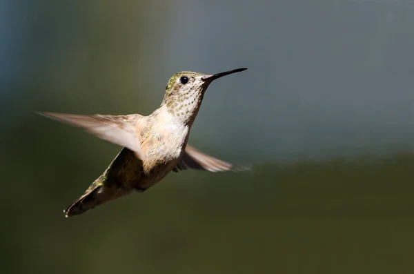 Breed Tailed Hummingbird Zweven Vlucht Diep Het Bos — Stockfoto