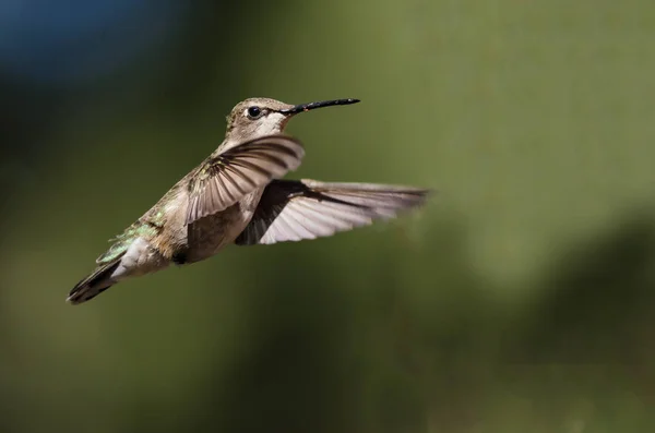 Colibrí Negro Chinned Flotando Vuelo Profundo Bosque —  Fotos de Stock