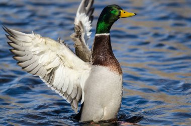 Mallard ördeği suyun üzerinde dinlenirken kanatlarını esnetiyor.