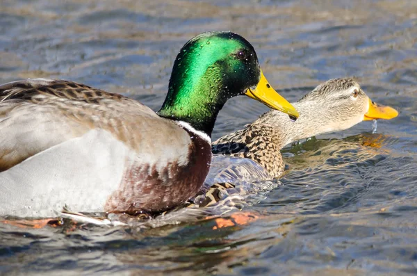 Par Patos Mallard Acasalando Água — Fotografia de Stock