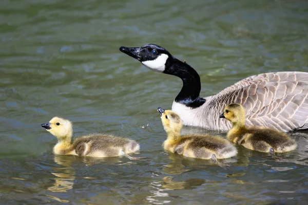 Newborn Goslings Learning Swim Watchful Eye Mother — Stock Photo, Image