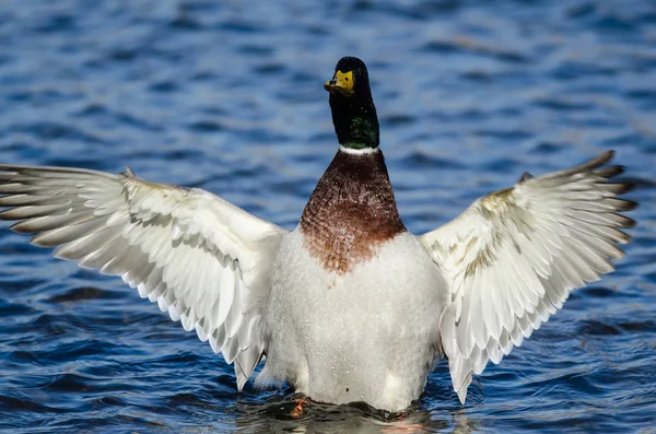 Canard Colvert Étirant Ses Ailes Tout Reposant Sur Eau — Photo