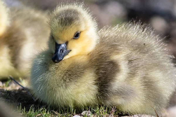Nyfödda Gosling Vilar Tyst Mjukt Grönt Gräs — Stockfoto