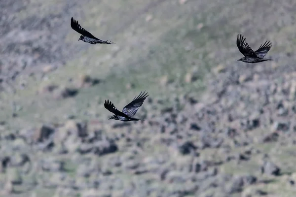 四个常见的黑乌鸦飞越峡谷的地板 — 图库照片