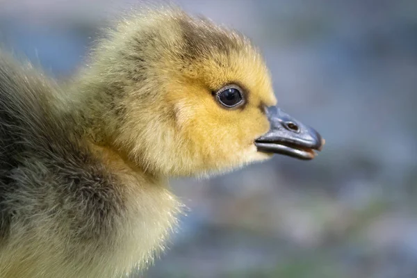 Fechar Perfil Adorável Recém Nascido Gosling — Fotografia de Stock