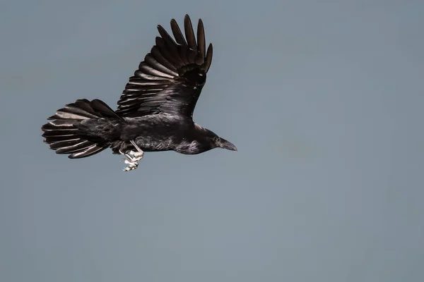 Schwarzer Rabe Fliegt Über Den Boden Der Schlucht — Stockfoto