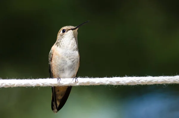 Rufous Колибри Сидел Кусок Белой Бельевой Верёвки — стоковое фото