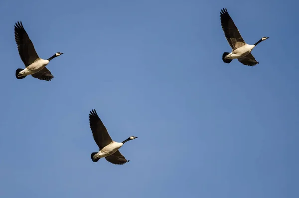 Kanada Kazı Mavi Gökte Uçuyor — Stok fotoğraf