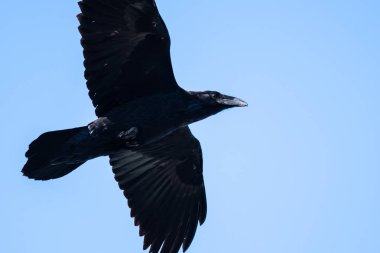 mavi gökyüzünde uçan ortak kuzgun