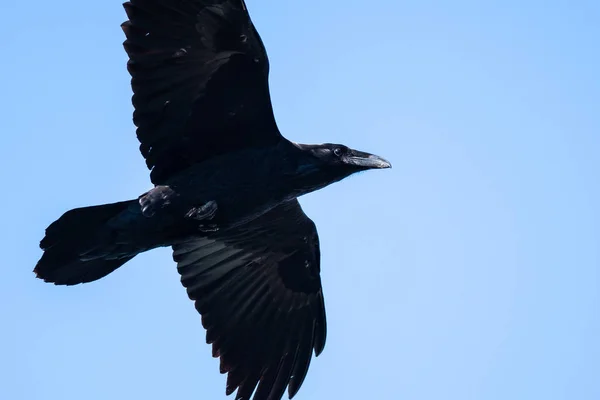 Cuervo Común Volando Cielo Azul —  Fotos de Stock