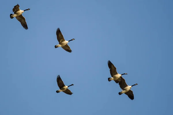 Flock Canada Gäss Som Flyger Blå Himmel — Stockfoto