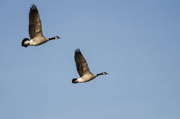 Par Gansos Canadá Volando Cielo Azul —  Fotos de Stock