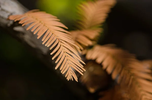 Gouden Naalden Van Dawn Redwood Herfst — Stockfoto