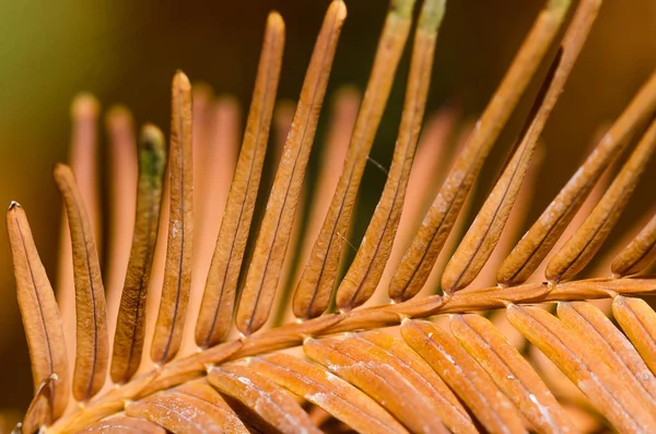 Gouden Naalden Van Dawn Redwood Herfst — Stockfoto