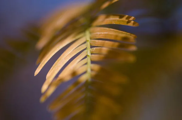 Gouden Naalden Van Dawn Redwood Herfst — Stockfoto