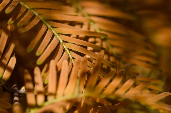 Gyllene Nålarna Den Dawn Redwood Höst — Stockfoto