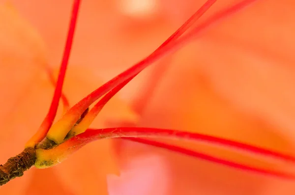 Crimson Lönnlöv Uppvisar Elegans Höst — Stockfoto