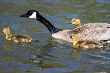 Yeni doğan Goslings Anne 'nin Gözü Altında Yüzmeyi Öğreniyor 