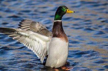Mallard Duck Stretching Its Wings While Resting on the Water clipart