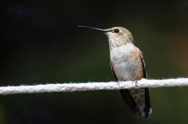 Rufous Hummingbird Bir parça beyaz çamaşır ipine tünemiş