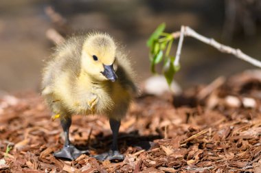 Yenidoğan Gosling Yiyecek Aramayı Öğreniyor