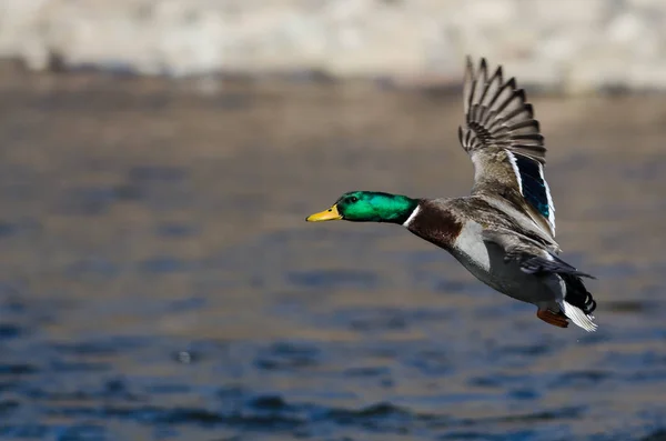 Mallard Duck Flying Over the Flowing River