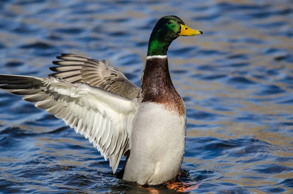 Canard Colvert Étirant Ses Ailes Tout Reposant Sur Eau — Photo