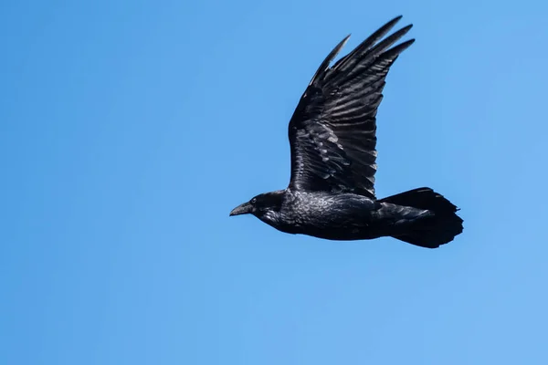 Corvo Nero Comune Che Vola Cielo Blu — Foto Stock