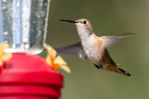 Vörhenyes Kolibri Érkezik Feeder Egy Étkezés — Stock Fotó