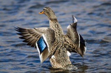Mallard ördeği suyun üzerinde dinlenirken kanatlarını esnetiyor.