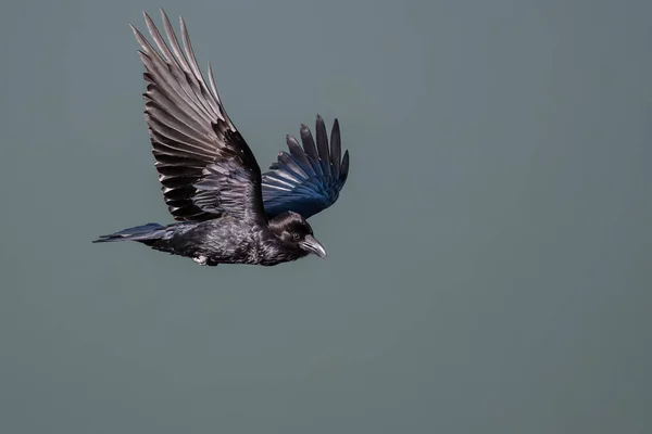 Common Black Raven Flying Over the Canyon Floor