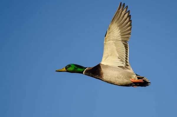 Mallard Duck Πετάει Γαλάζιο Ουρανό — Φωτογραφία Αρχείου