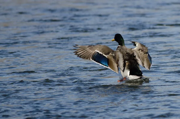 Mallard Duck Landing Sull Acqua Fredda — Foto Stock