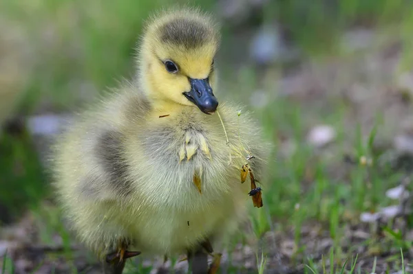 Newborn Gosling Learning Search Food — Stock Photo, Image