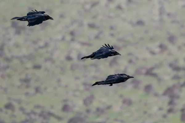 三只常见的黑乌鸦飞过峡谷地板 — 图库照片